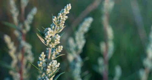 Mugwort (Artemisia)