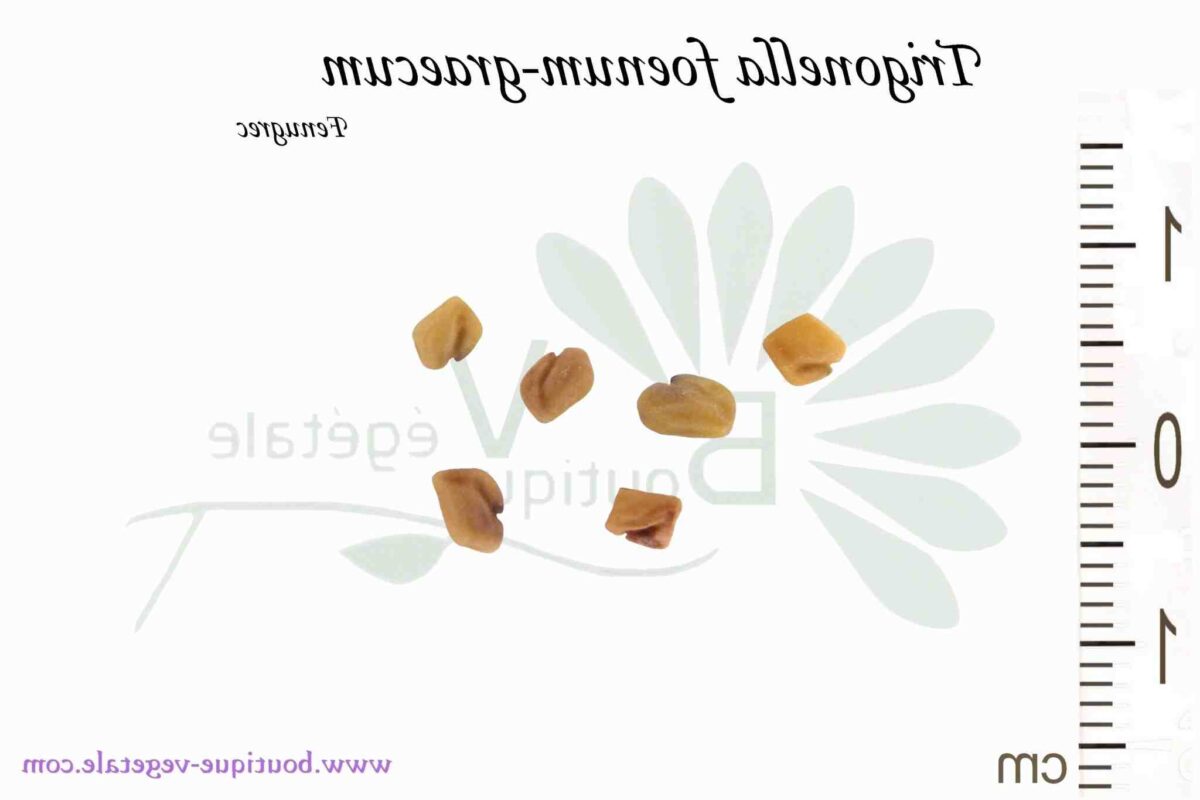 Fenugreek (Trigonella foenum graecum)