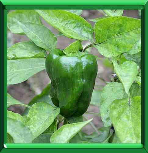 Pimienta de Jamaica (Capsicum)