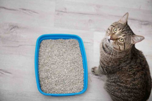 ¿Qué es la arena para gatos?