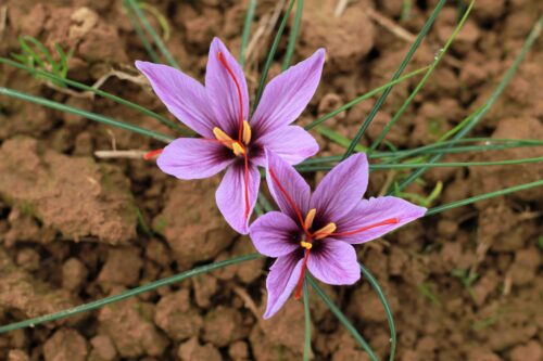 Azafrán (Crocus sativus)