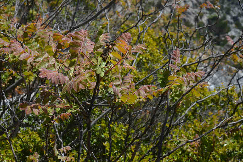 Sumak Curriera (Rhus coriaria)