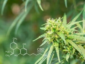 Was ist der potenzielle Einfluss von hydrierten Cannabinoiden H4CBD auf die psychische Gesundheit?